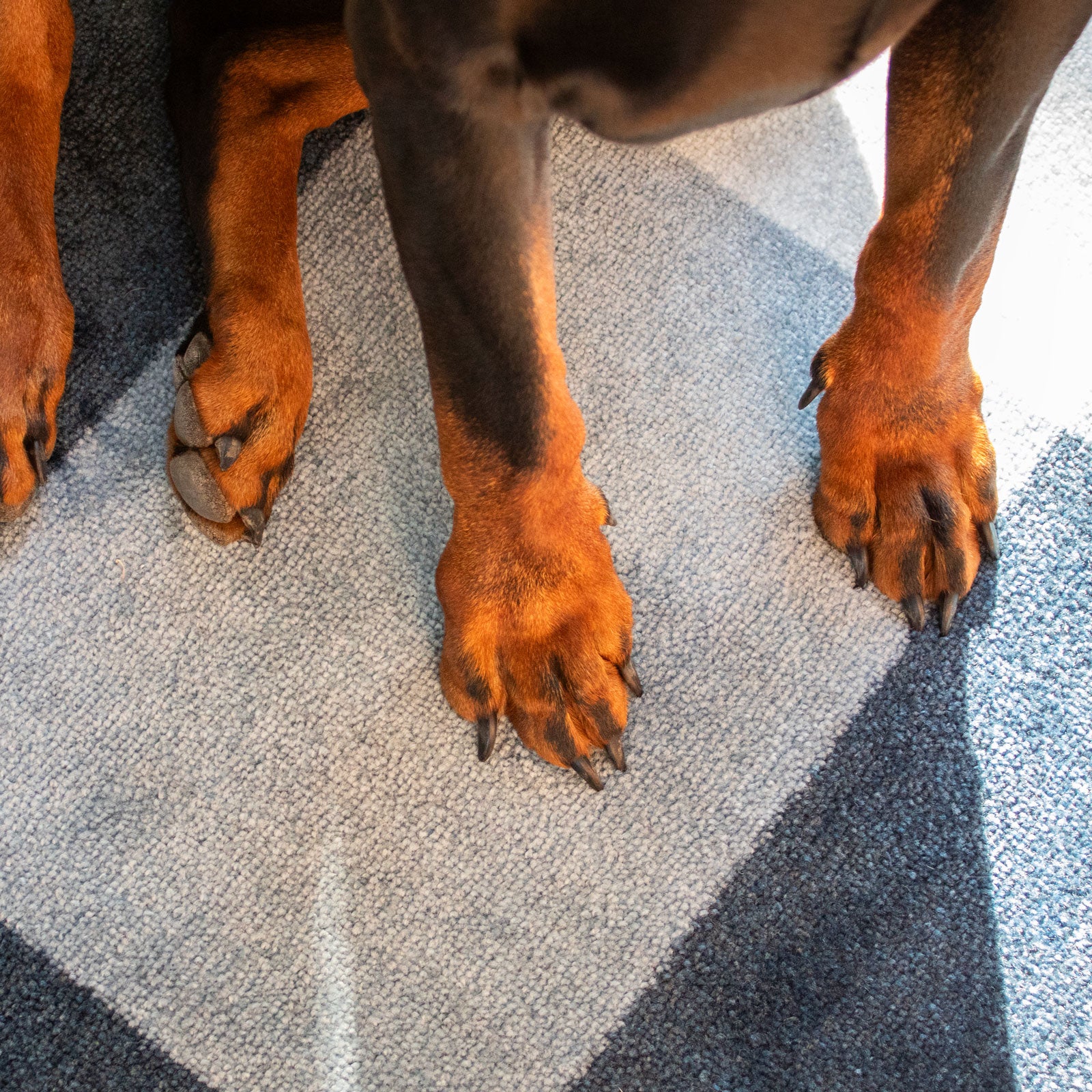 ColorStar Innen Fußmatte Blocks