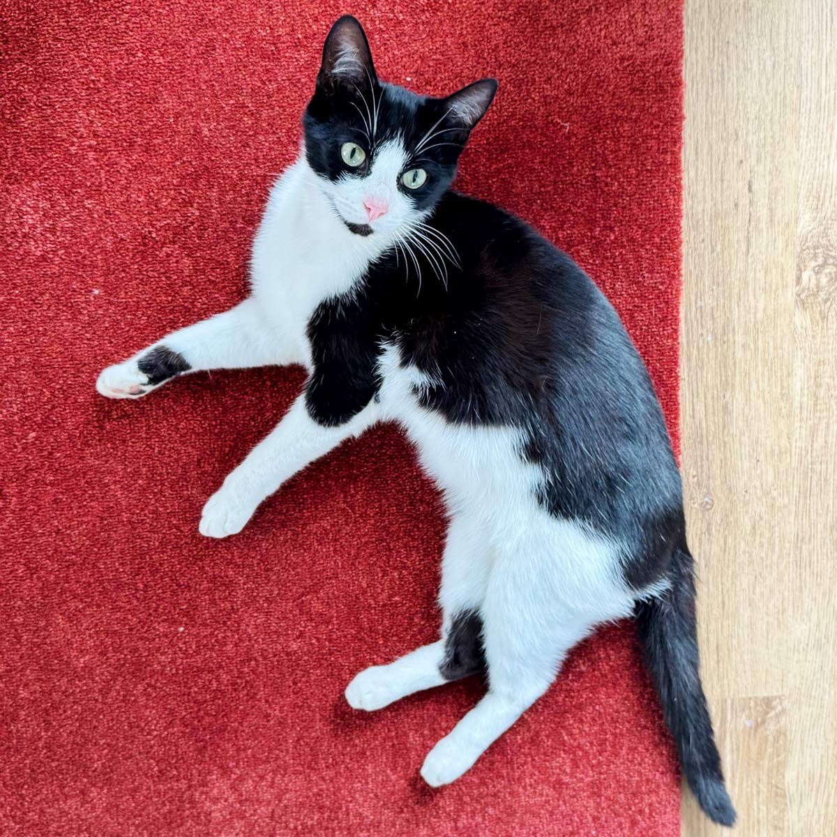 ColorStar Innen Fußmatte Earth